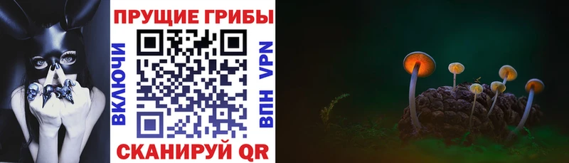 купить   Черепаново  Псилоцибиновые грибы MAGIC MUSHROOMS 
